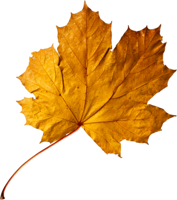 金色叶子素材