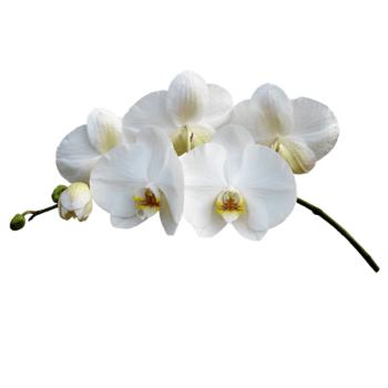 蝴蝶兰花儿png免抠图素材