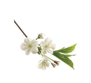 樱花树枝上的唯美樱花