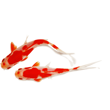 红色花斑锦鲤