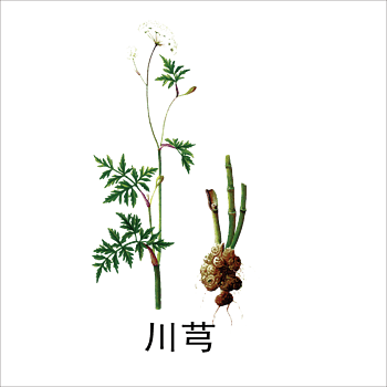 川芎