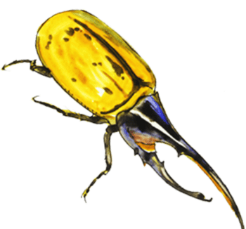 虫子png元素素材图片下载-万素网