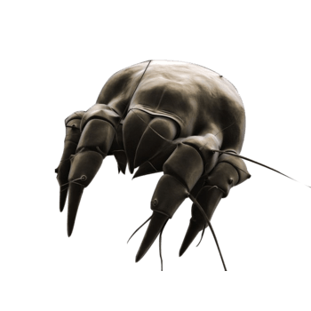 螨虫图片-螨虫素材下载-万素网