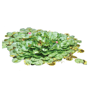 叶子免抠元素图片_元素素材5009051_万素网