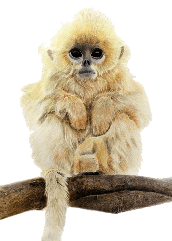 2017彩铅画金丝猴小猴子