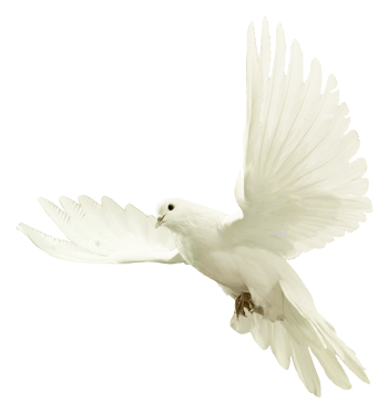尺寸:1000*1000下载:0下载png鸽子图片素材和平飞翔的鸽子下载png尺寸