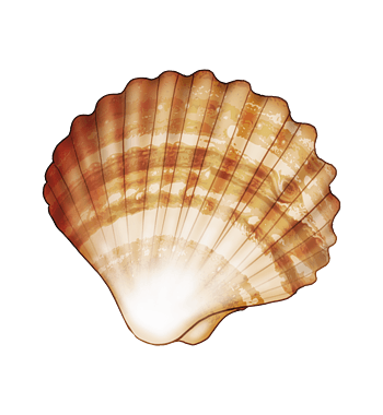 手绘贝壳