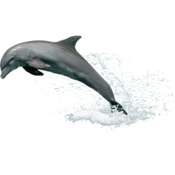 跳跃的海豚免抠元素图片-元素素材4976806-万素网