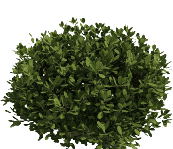 下载png下载png下载:0尺寸:563*486下载可商用原图树篱灌木树木和树叶