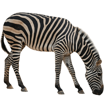 高清动物斑马素材