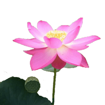 碗莲 素材 免费碗莲图片素材 碗莲素材大全 万素网