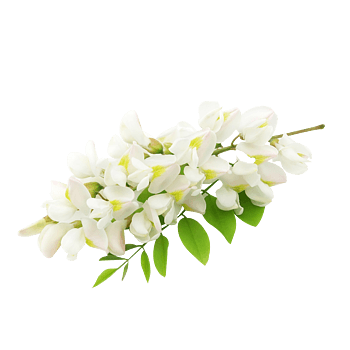 洋槐花白色植物素材