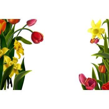 郁金香装饰的花边