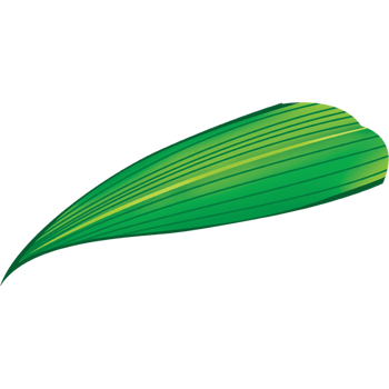 粽子叶图片-粽子叶设计素材-粽子叶素材免费下载-万素网