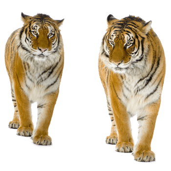 老虎免抠png图片素材