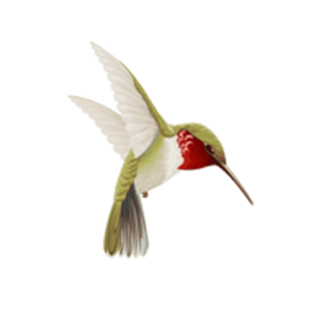 飞翔的小鸟素材