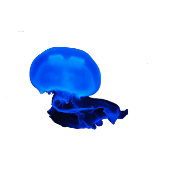水母透明图片-水母透明设计素材-水母透明素材免费下载-万素网