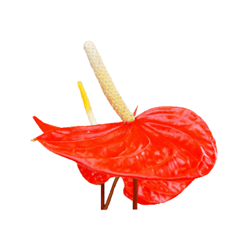 花火图片免费下载 花火素材 万素网