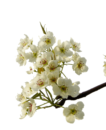 梨花免抠元素图片-元素素材4725247-万素网