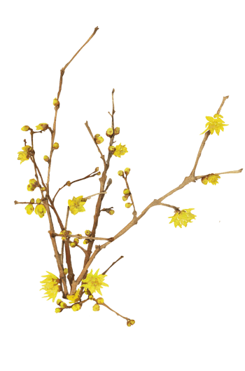 黄山黄色干枯树枝旅游景点秋天免抠元素图片-元素素材227639-万素网