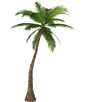 棕榈树图片-棕榈树设计素材-棕榈树素材免费下载-第11页-万素网