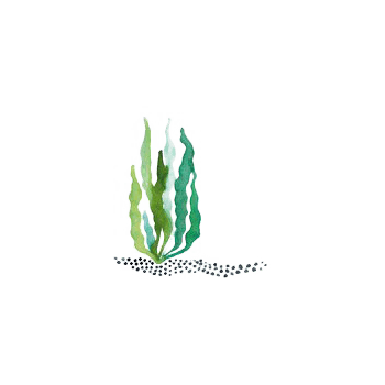 手绘绿色海海带