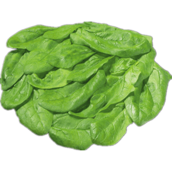 青菜豆芽乌冬面素材