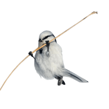 一只鸟图片-一只鸟设计素材-一只鸟素材免费下载-万素网