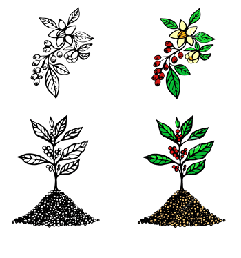 咖啡树芽图片素材