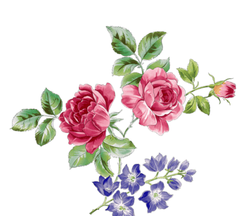 花朵牡丹花手绘水彩