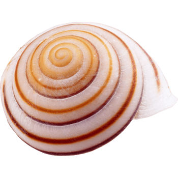 五颜六色蜗牛壳