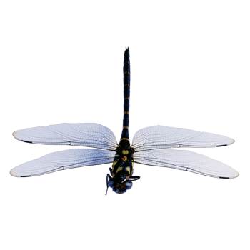 蜻蜓png免抠图素材