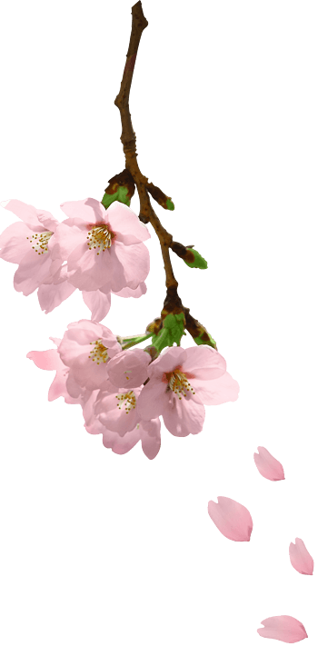 粉色桃花枝头飘落 工笔桃花