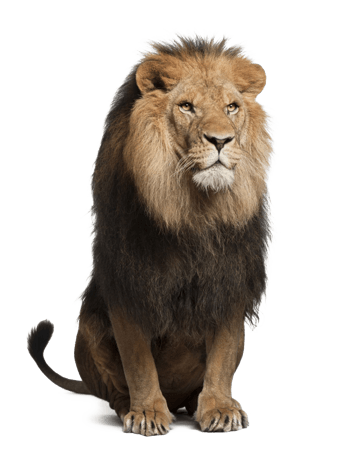 精美老鹰狮子等欧式元素图标矢量素材