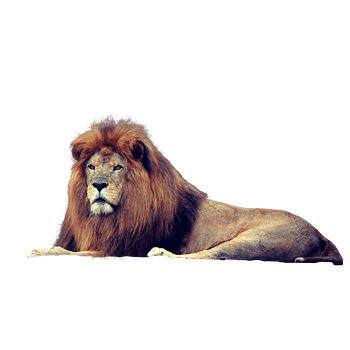 卧着的大狮子