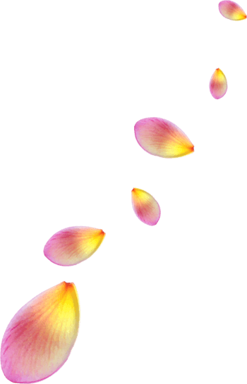 飘落花瓣图片-飘落花瓣设计素材-飘落花瓣素材免费下载-万素网