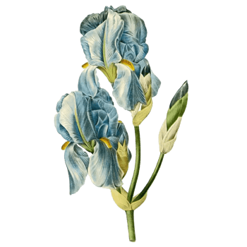 青色的花 素材 免费青色的花图片素材 青色的花素材大全 万素网