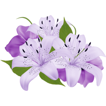 三朵浪漫的百合花