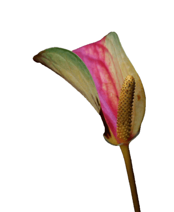 花火图片免费下载 花火素材 万素网