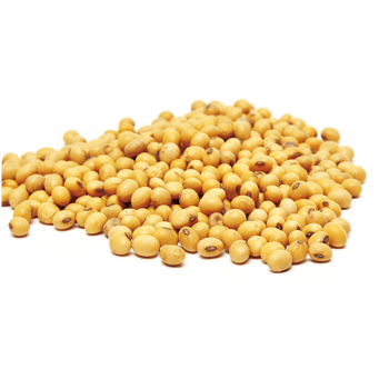 大豆种子图片免费下载-大豆种子素材-万素网