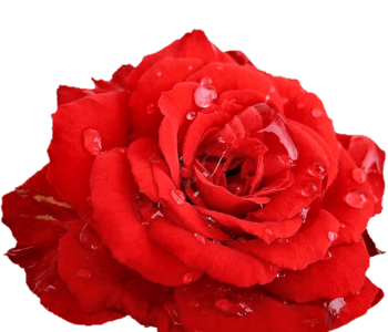 卡通手绘夜来香花朵装饰