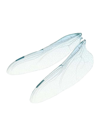 淡蓝色透明蝉翼