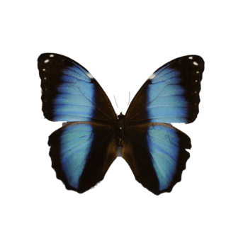 兴族闪蝶雄性标本