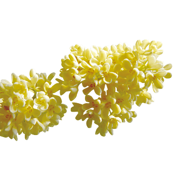 桂花免抠元素图片_元素素材5723844_万素网