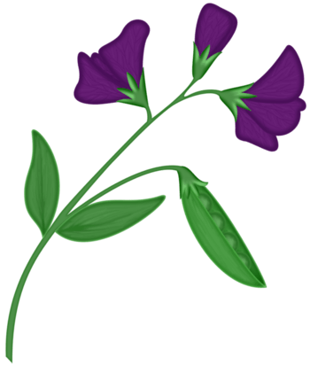 手绘豌豆花