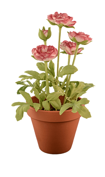 一盆粉色月季花