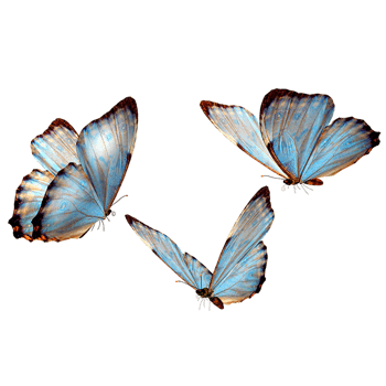 透明蝴蝶 素材 免费透明蝴蝶图片素材 透明蝴蝶素材大全 万素网