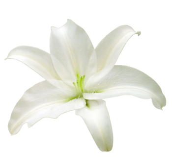 百合花瓣免抠元素图片_元素素材3632421_万素网