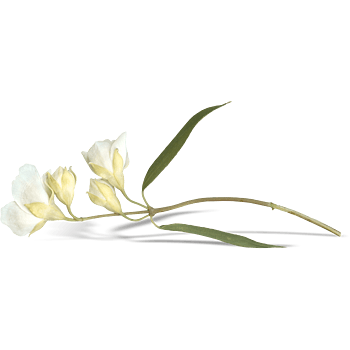 一支百合花花骨朵