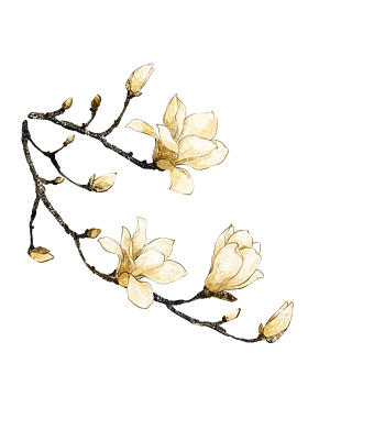 玉兰花花朵免抠元素图片_元素素材4623109_万素网